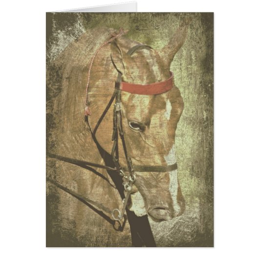 アメリカのサドルブレッド (正面)