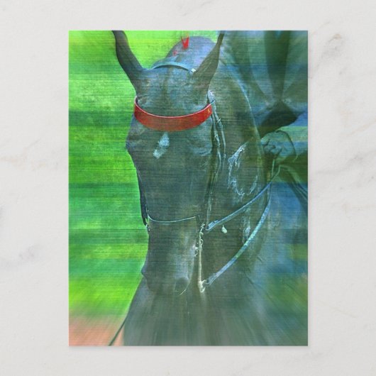 アメリカのサドルブレッド ポストカード (正面)