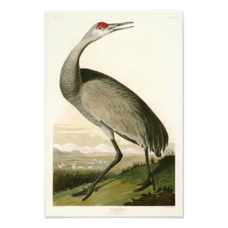 アメリカのサンドヒルクレーンJohn James Audubon Birds of America フォトプリント