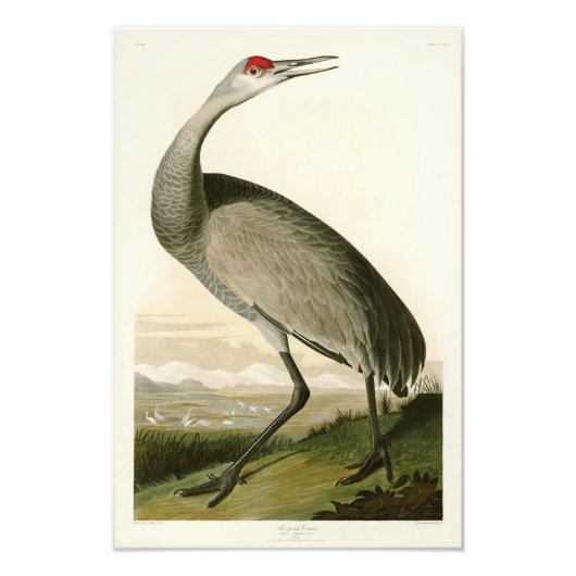 アメリカのサンドヒルクレーンJohn James Audubon Birds of America フォトプリント (正面)