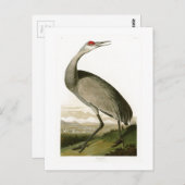 アメリカのサンドヒルクレーンJohn James Audubon Birds of America ポストカード (正面/裏面)