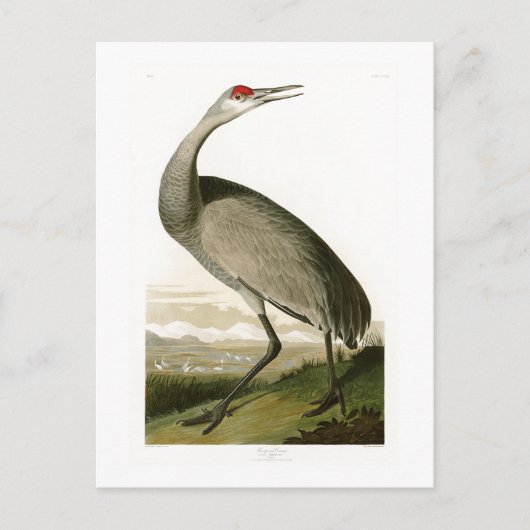 アメリカのサンドヒルクレーンJohn James Audubon Birds of America ポストカード (正面)