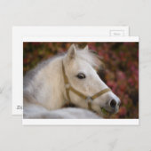 アメリカのシェットランド ポストカード (正面/裏面)