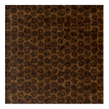 アメリカのジャングル猫