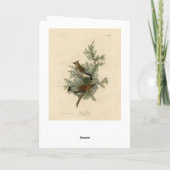 アメリカのスギの羽を広げるオードボンバード カード (裏面)