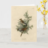 アメリカのスギの羽を広げるオードボンバード カード (黄色い花)