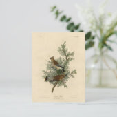 アメリカのスギの羽を広げるオードボンバード ポストカード (スタンド正面)