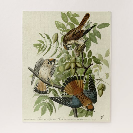 アメリカのスズメタカ – オードボンの鳥たち ジグソーパズル (縦)