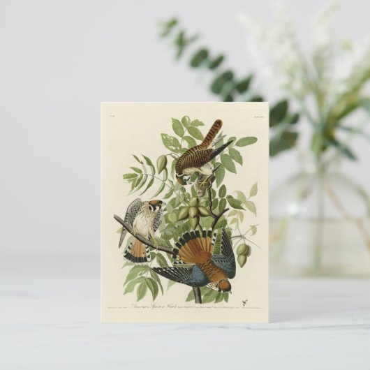 アメリカのスズメタカ – オードボンの鳥たち ポストカード (スタンド正面)