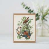 アメリカのスズメタカ ポストカード (スタンド正面)