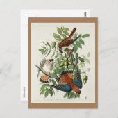 アメリカのスズメタカ ポストカード (正面/裏面)