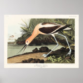 アメリカのソリハシセイタカシギ Birds of Americaより ポスター (正面)