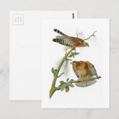 アメリカのタカのジョン赤背負われたAudubonの鳥 ポストカード (正面/裏面)
