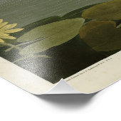 アメリカのハクチョウ – オードボンズ・バード・オブ・アメリカ フォトプリント            (角)