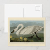 アメリカのハクチョウ – オードボンズ・バード・オブ・アメリカ ポストカード (正面/裏面)