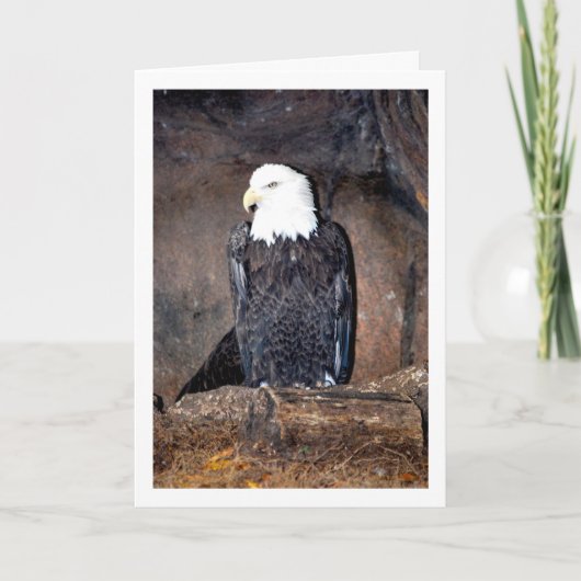 アメリカのハクトウワシの巣 カード (正面)