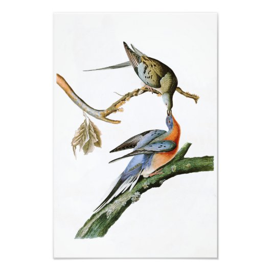 アメリカのハト・ジョン・オードボンバード フォトプリント            (正面)