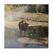 アメリカのバイソンイエローストーン野生生物写真 タイル (正面)