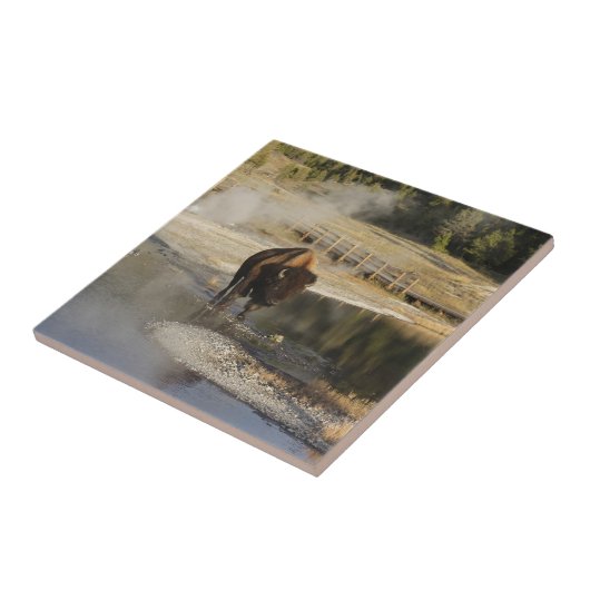 アメリカのバイソンイエローストーン野生生物写真 タイル (側面)