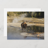 アメリカのバイソンイエローストーン野生生物写真 ポストカード (正面/裏面)