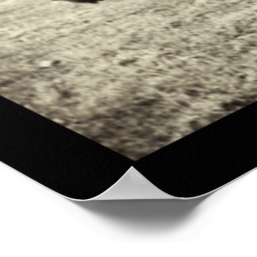 アメリカのバイソン・バッファロー写真1906 ポスター (角)