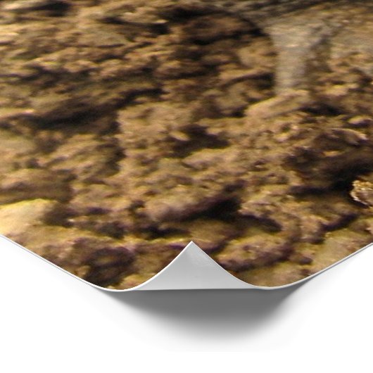 アメリカのヒキガエル ポスター (角)