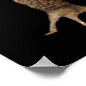 アメリカのヒキガエル ポスター (角)