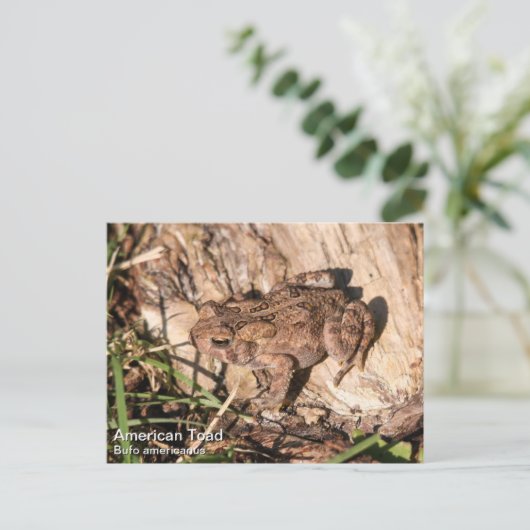 アメリカのヒキガエル ポストカード (スタンド正面)