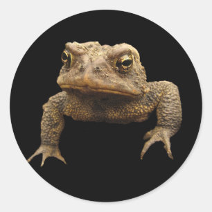 アメリカのヒキガエル ラウンドシール