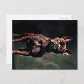 アメリカのピットブルテリア ポストカード (正面/裏面)