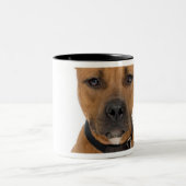 アメリカのピット・ブルの子犬3のスタジオのポートレート ツートーンマグカップ (中央)