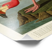 アメリカのフラミンゴ・ジョン・オードボンバード フォトプリント            (角)