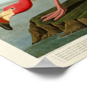 アメリカのフラミンゴ・ジョン・オードボンバード ポスター (角)