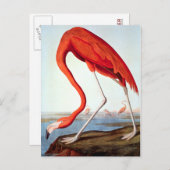 アメリカのフラミンゴ ポストカード (正面/裏面)