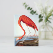 アメリカのフラミンゴ ポストカード (スタンド正面)