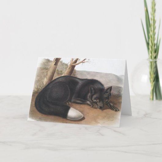 アメリカのブラックまたはシルバーキツネ(フルーペスフルボス) カード (正面)