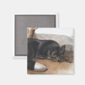 アメリカのブラックまたはシルバーキツネ（フルーペスフルボス） マグネット (正面/裏面)