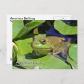 アメリカのブルカエルのはがき ポストカード (正面/裏面)
