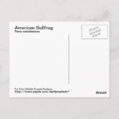 アメリカのブルカエルのはがき ポストカード (裏面)