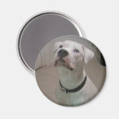 アメリカのブルドッグマグネット マグネット (正面/裏面)