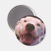 アメリカのブルドッグマグネット マグネット (正面/裏面)