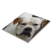 アメリカのブルドッグ愛、救助犬の生活の友最高の人 タイル (側面)