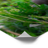 アメリカのブルドッグ犬の子犬 ポスター (角)