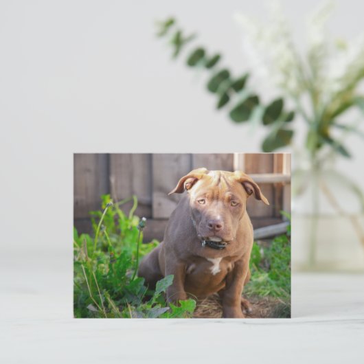 アメリカのブルドッグ犬の子犬 ポストカード (スタンド正面)