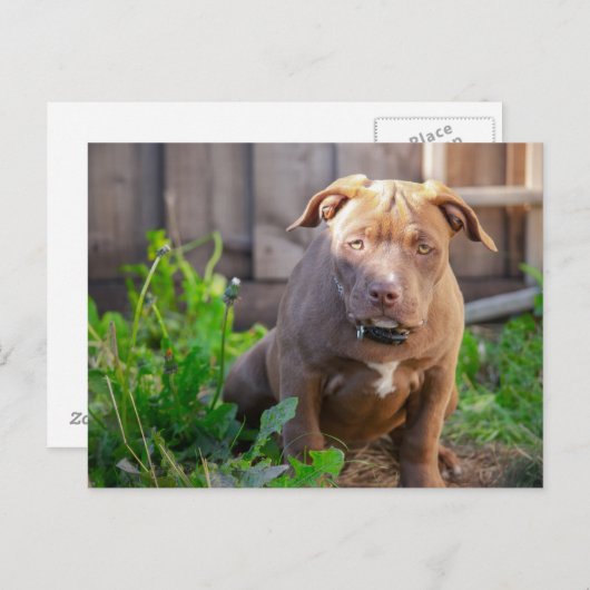 アメリカのブルドッグ犬の子犬 ポストカード (正面/裏面)