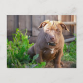 アメリカのブルドッグ犬の子犬 ポストカード (正面)