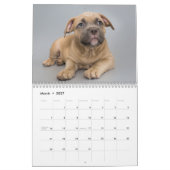 アメリカのブルドッグ犬カレンダー2026 カレンダー (3月 2027)