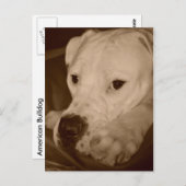 アメリカのブルドッグ葉書 ポストカード (正面/裏面)