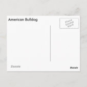 アメリカのブルドッグ葉書 ポストカード (裏面)