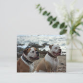 アメリカのブルドッグ ポストカード (スタンド正面)